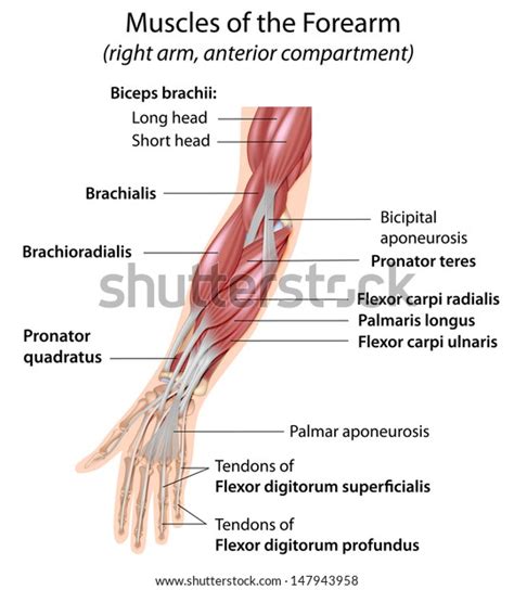 Muscles Of Forearm By Asklepios Medical Atlas Porn Sex Picture