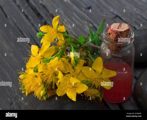 st john's wort oil Stock Photo - Alamy