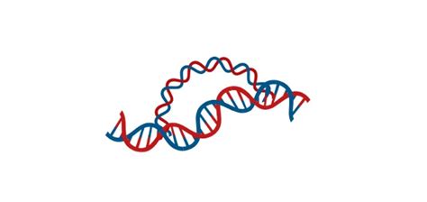 Polynucleotide: Definition, Types, & Examples I NotesBard