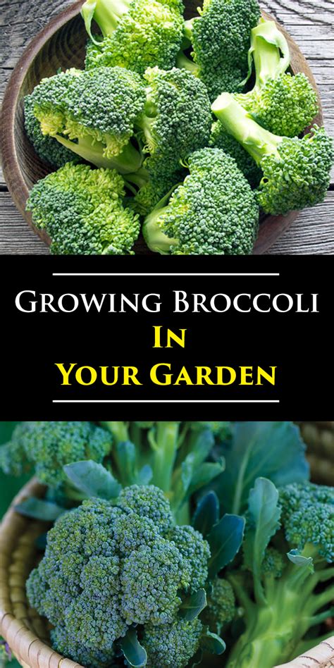 Guide To Grow A Broccoli In Your Garden Broccoli Raab Broccoli Plant