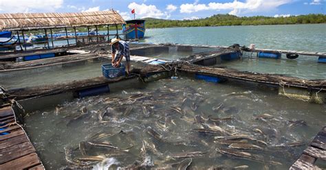 Vietnam Plans 149 Million Aquaculture Expansion The Fish Site