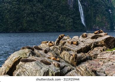 824 Milford Sound Wildlife Images, Stock Photos & Vectors | Shutterstock