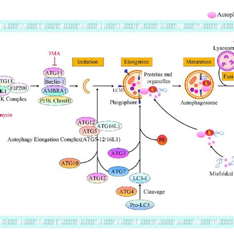 Molecular Mechanisms During Macroautophagy Processes Autophagy Is A