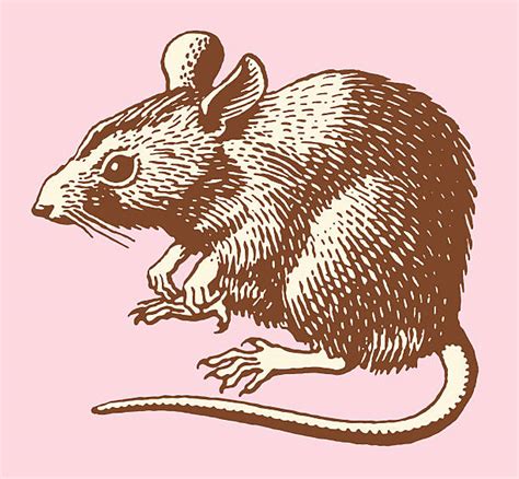 Best Rat Illustrations Royalty Free Vector Graphics And Clip Art Istock