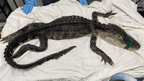 ‘lethargic Alligator Rescued From Prospect Park Lake The New York Times