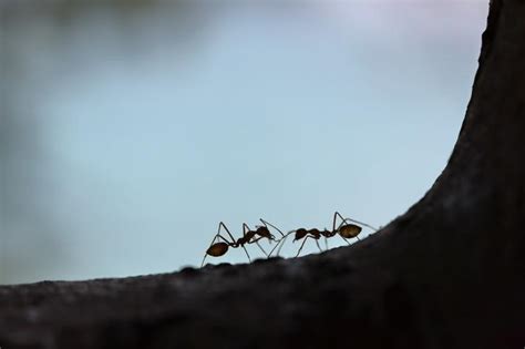 Scientists Calculated How Many Ants Live On Earth And The Number Is