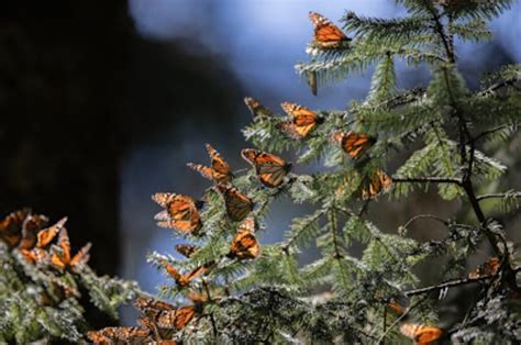 Vas A Los Santuarios De La Mariposa Monarca Te Tenemos Algunas