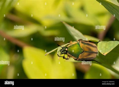 Green June Beetle Cotinis Nitida Fotograf As E Im Genes De Alta