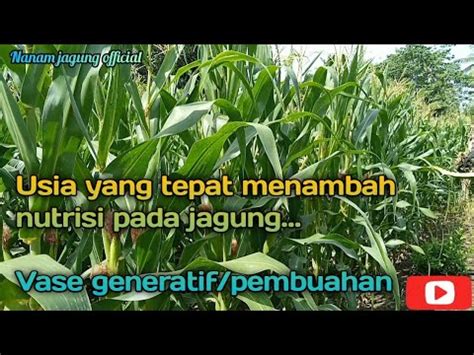 Usia Yang Tepat Menambah Nutrisi Pada Jagung Ll Saat Vase Generatif