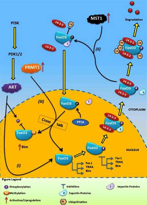 Graphical Illustration Of Crosstalk Between Phosphorylation And