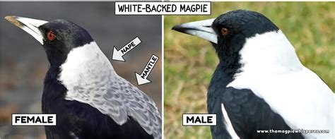 Australian Magpie Information Habitat Diet Behaviour And More