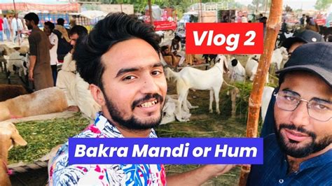 Bakra Mandi Or Hum Mandi Vlog 2023 Mandi K Rates Vlog Bakramandi