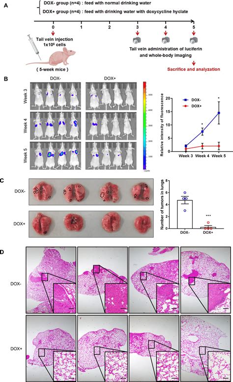 Neu Inhibits Experimental Pulmonary Metastasis In Nude Mice A Protocol