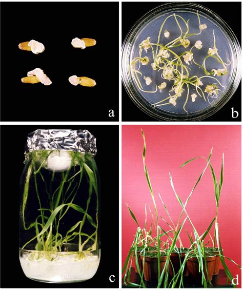 Figure 1 From A Comparison Of Callus Induction And Plant Regeneration