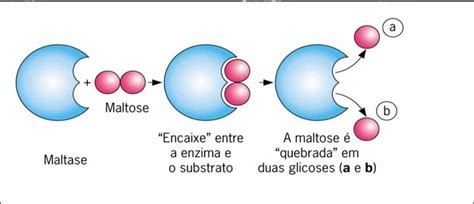Como As Enzimas Funcionam - Diagrama De Como Funcionam As Enzimas Composição Do Sangue: