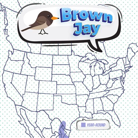 Brown Jay - Bird Watching Academy