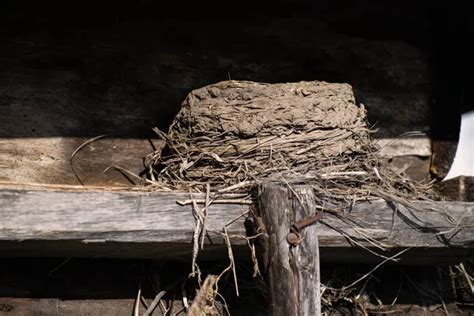 Birds Nest On A Wooden Board Birds Nest Under The Roof Of A Wooden