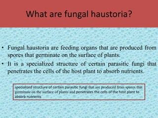 Fungal Haustoria | PPT