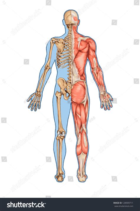 Human Skeleton Posterior View Didactic Board Stock Vector (Royalty Free ...