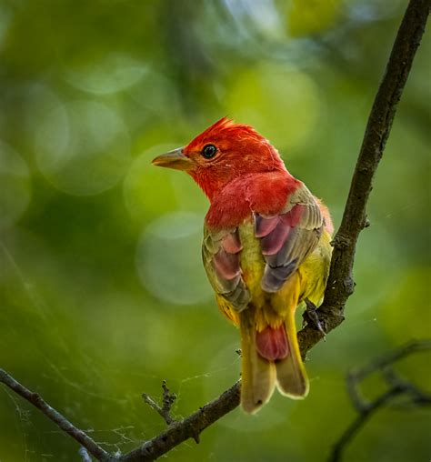 Summer Tanager Owen Deutsch Photography