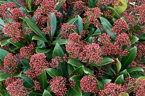 Skimmia Rubella Kopen Bij Tuincentrum Boskoops Nl Online Tuincentrum