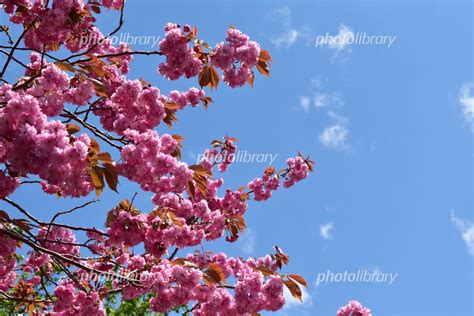 八重桜と青空 写真素材 5589228 フォトライブラリー Photolibrary