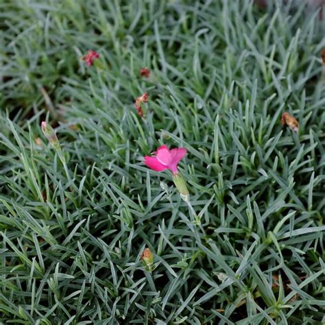 Pfingst Nelke Badenia Dianthus Gratianopolitanus Badenia