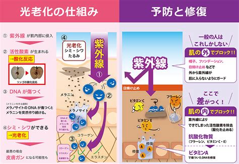 ビタミンaの働き 赤池クリニック