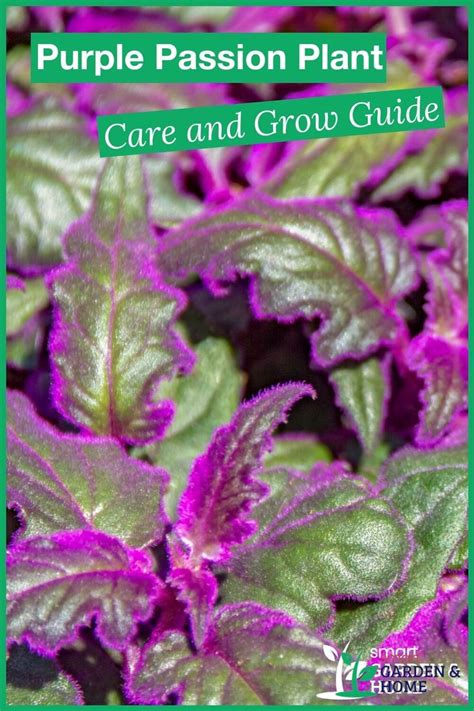 Purple Passion Plant Care and Grow Guide in 2022 | Purple passion plant ...