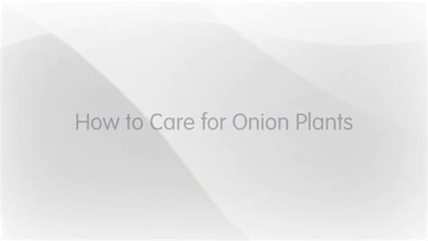 How to care for onion plants | Fandom