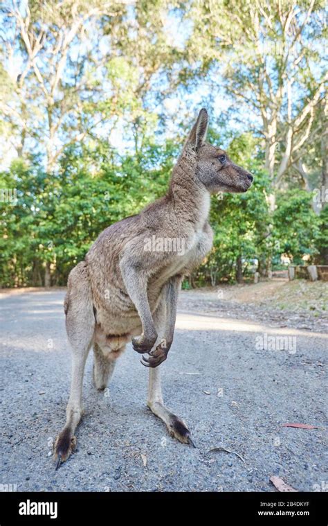 Canguros Gigantes Fotograf As E Im Genes De Alta Resoluci N Alamy