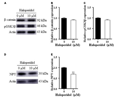 Propionate Protects Haloperidol Induced Neurite Lesions Mediated By