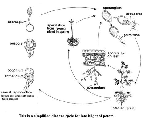 Phytophthora infestans - Bio 113 Portfolio