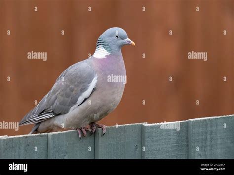 A Beautifully Coloured Common Woodpigeon Columba Palumbus Also Known