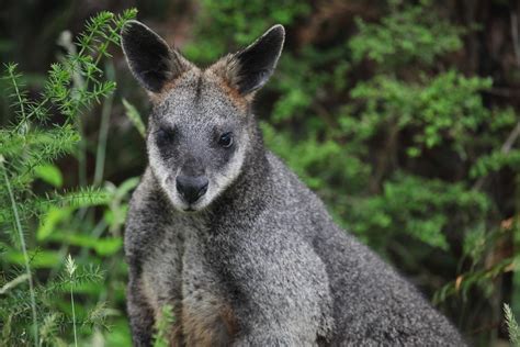 Swamp Wallaby Wallabia Bicolor Cape Otway Victoria Au… Flickr