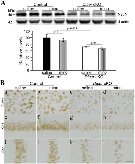 Minocycline Did Not Ameliorate Neuron Loss In Dicer CKO Mice A