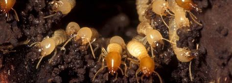 Formosan Termite Accurate Termite And Pest Control