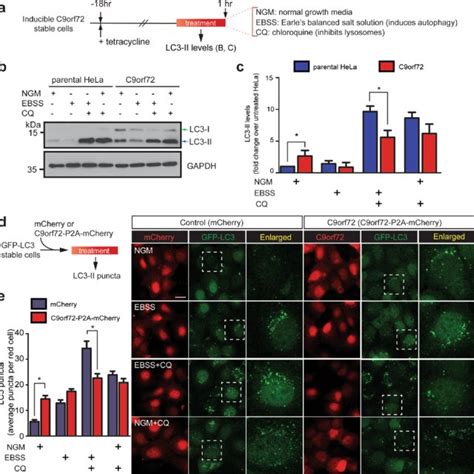 Kinetics Of Starvation Induced Autophagy In C9orf72 Overexpressing