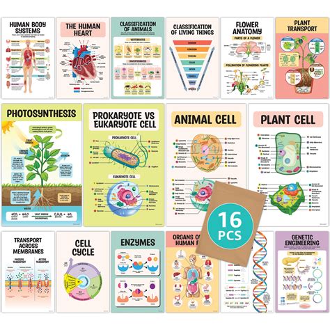biology posters  high school classroom xin life science