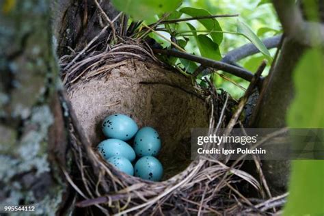 642 Throstle Nest Stock Photos, High-Res Pictures, and Images - Getty ...