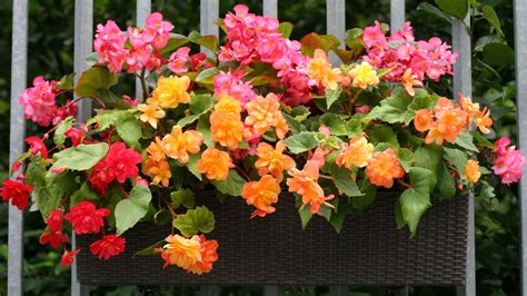 The Best Spot In Your Garden To Plant Begonias