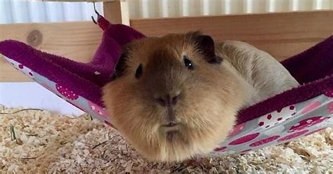 Hamster In Hammock Album On Imgur