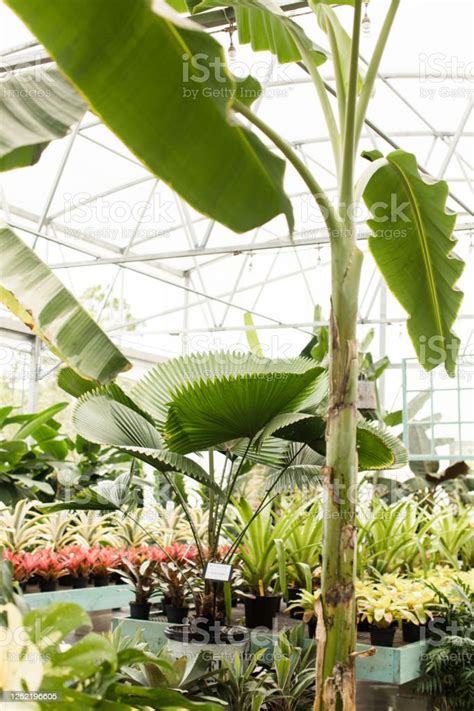 Pohon Pisang Beraneka Raga Tropis Langka Dengan Tanaman Daun Putih