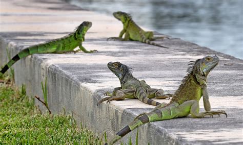 Iniciativas para conter a invasão de iguanas no Sul da Flórida começam