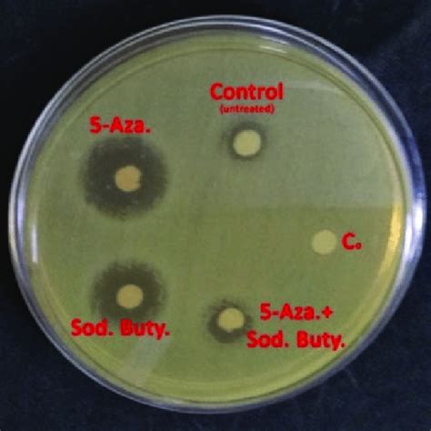 3 Disc Diffusion Assay Of Crude Compounds From Different Treatment