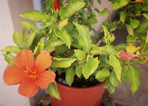 Hibiskus Im Topf Tipps Zum Pflegen Umtopfen Plantura