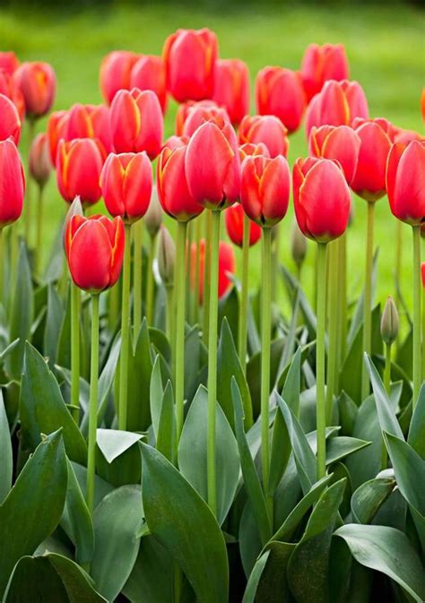 Flores Bonitas Para Regalar Y Su Significado Para Cada Ocasión