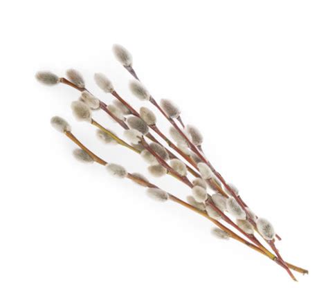 410+ White Willow Leaves Stock Photos, Pictures & Royalty-Free Images ...