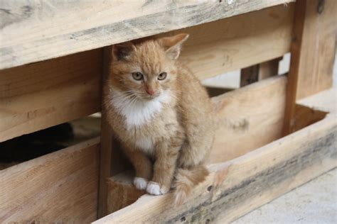 Niedersachsen Macht Den Weg Frei F R Landesweite Katzenschutzverordnung