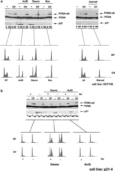 Pcna Ubiquitination Is Not Dependent On The Cell Cycle A G1 And G2 Download Scientific